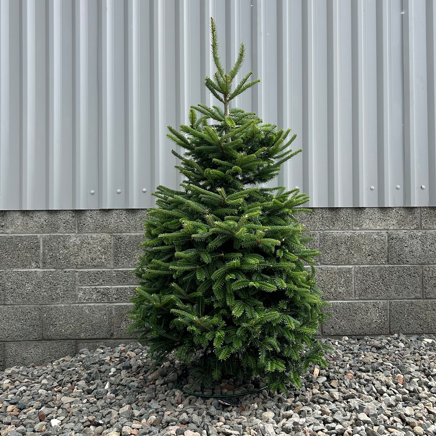 Fraser Fir Christmas Tree