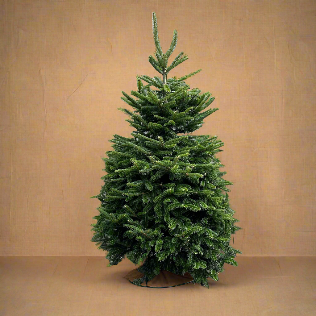 Fraser Fir Christmas Tree