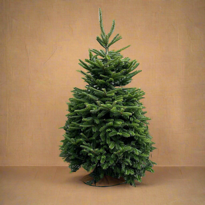 Fraser Fir Christmas Tree