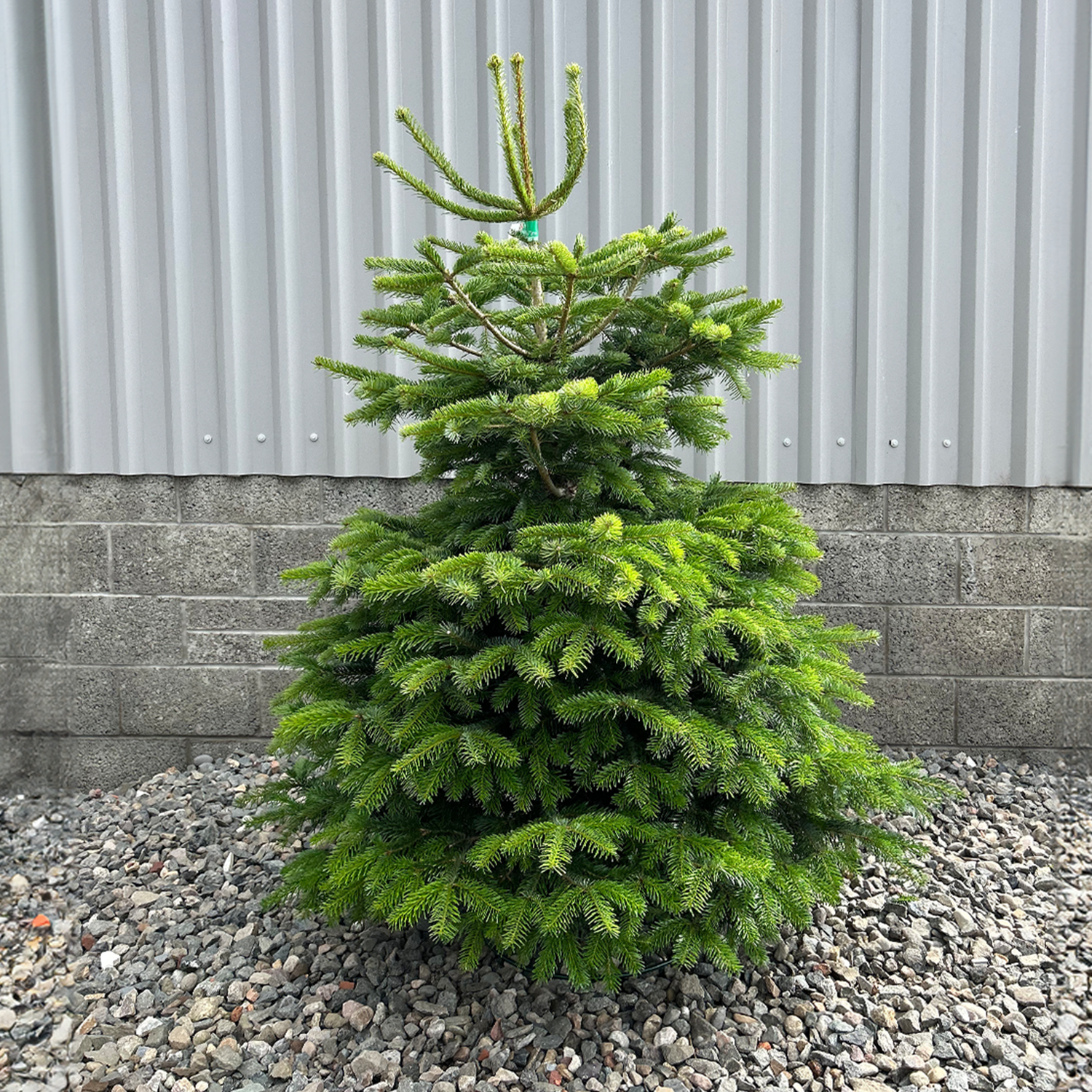 Nordmann Fir Christmas Tree