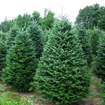 Fraser Fir Christmas Tree